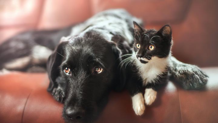 Free download Cat amp Dog Wallpapers Pictures Images [2560x1717] for 