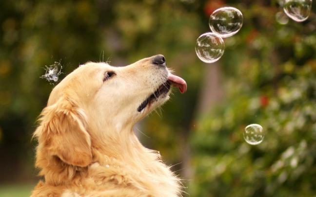 Dog Desktop Wallpaper (67+ images)