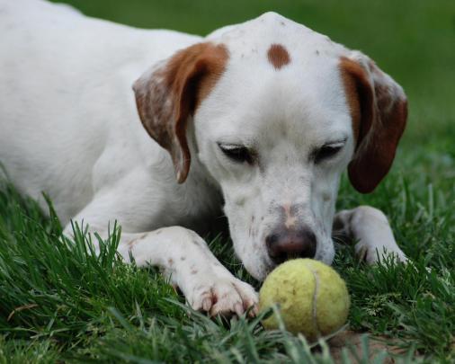 Dogs HD Wallpapers