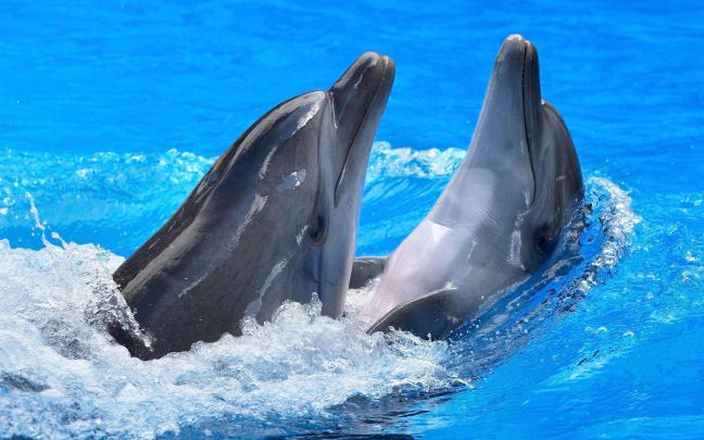Free Dolphin Wallpapers For Desktop