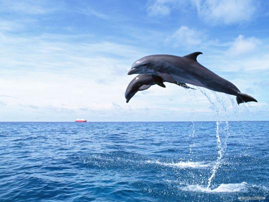 dolphin wallpaper flying - HD Desktop Wallpapers