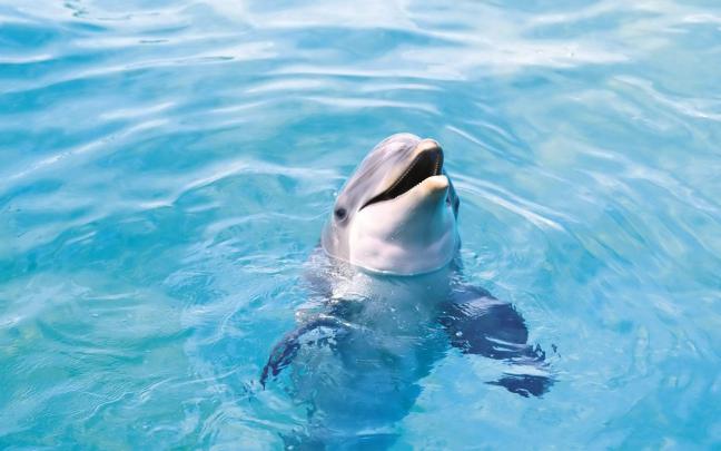 Free Dolphin Wallpapers For Desktop