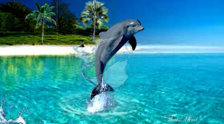 Dolphin Desktop Wallpapers