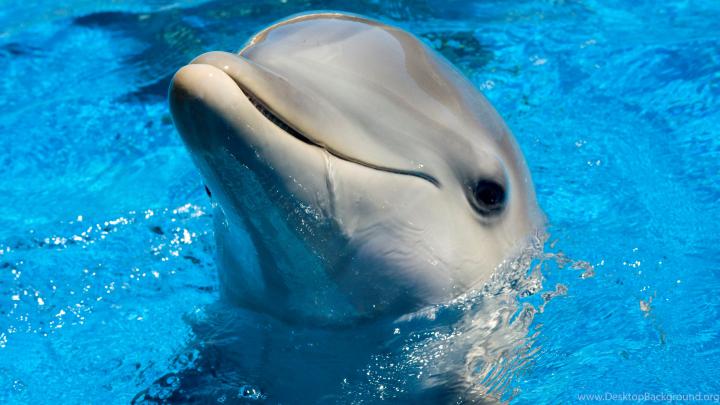 Dolphin Wallpapers (69+ images)