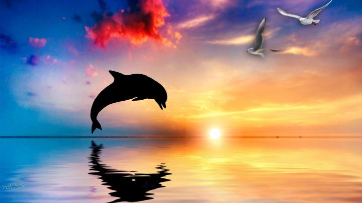 Dolphin HD Wallpapers