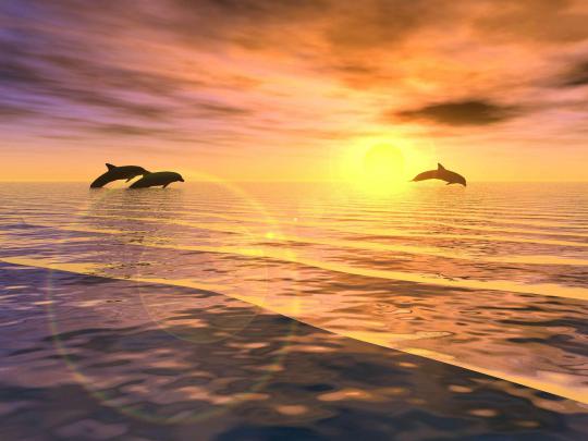 Free Dolphin Wallpapers For Desktop