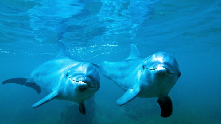 Dolphin Wallpapers for Desktop \u00b7\u2460 