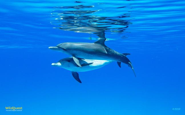 Dolphin Desktop Wallpaper (73+ pictures)