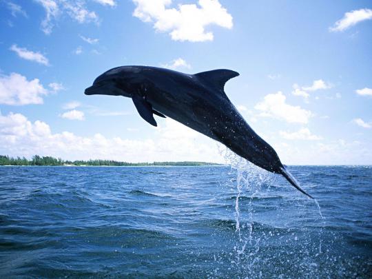 Free Dolphin Desktop Wallpapers
