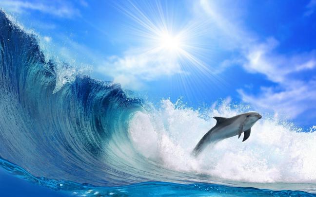 Dolphin Wallpapers