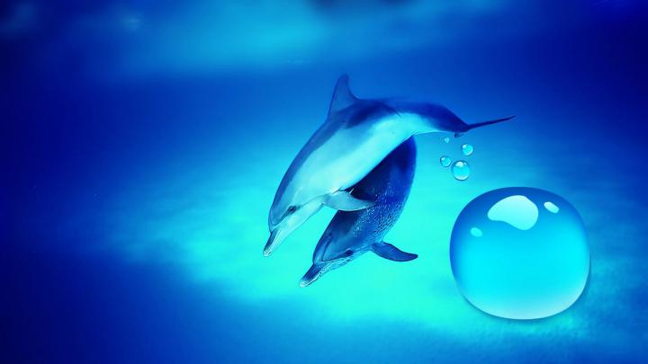 Dolphin Wallpapers for Desktop \u00b7\u2460 