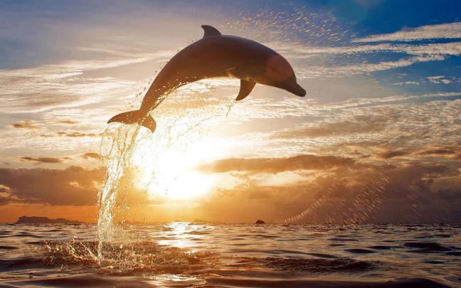 [45+] Dolphins Wallpapers for Desktop 