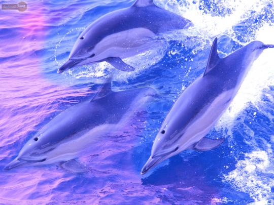 Photo Gallery: Dolphin backgrounds