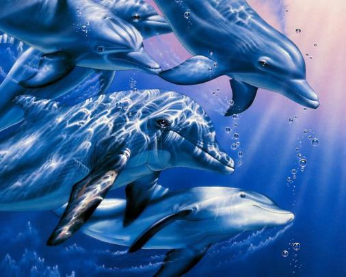 Dolphin Desktop Wallpapers
