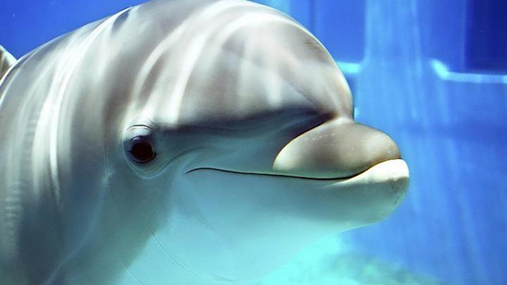Dolphin Wallpapers HD