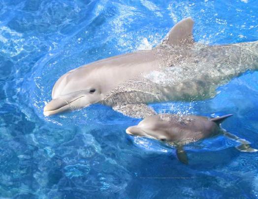 Beautiful Wallpapers for Desktop: babay dolphin wallpapers