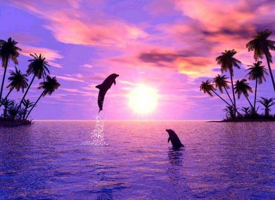 Dolphin Desktop Wallpapers