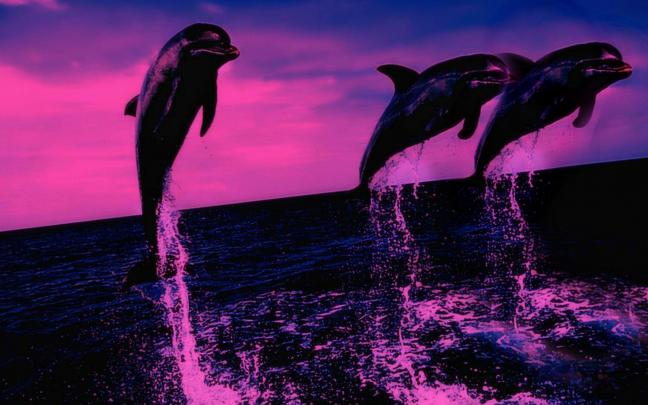 Dolphin Desktop Wallpapers
