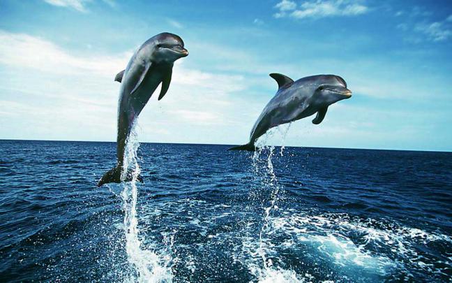 Dolphin Wallpapers for Desktop (64+ background pictures)