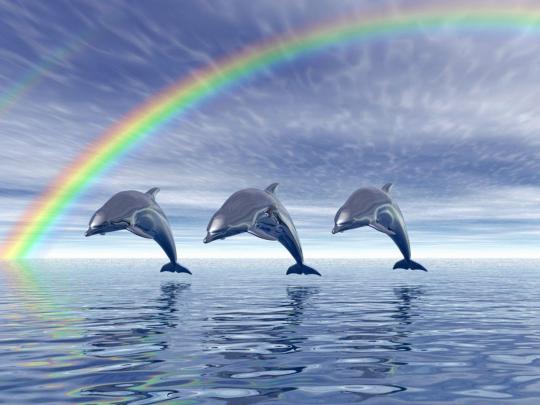 Free Dolphin Desktop Wallpapers