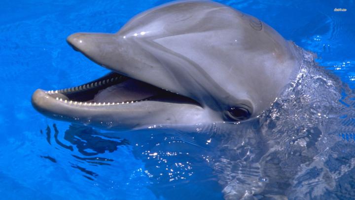 dolphin wallpaper desktop - HD Desktop Wallpapers