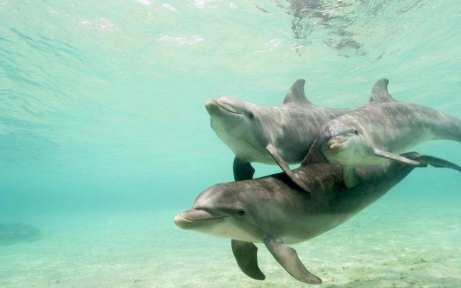 Free Dolphin Wallpapers For Desktop