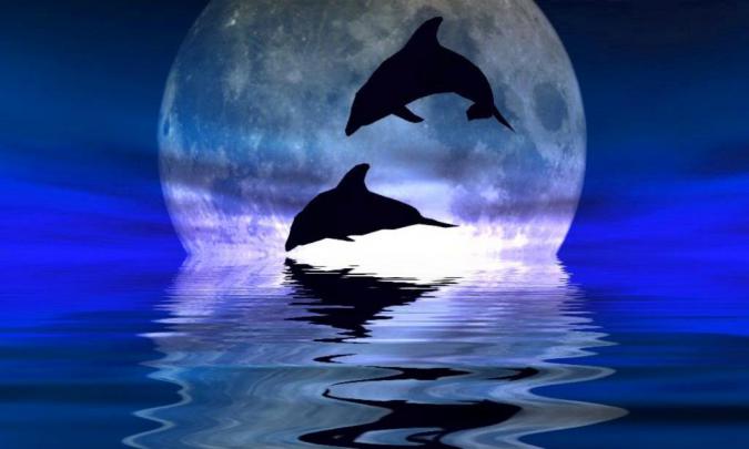 Dolphin Desktop Wallpapers