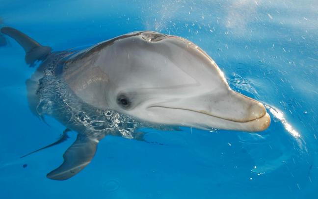 animals mammals dolphin Wallpapers HD \/ Desktop and Mobile Backgrounds