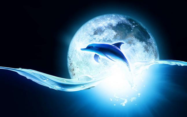 animated dolphin wallpaper - HD Desktop Wallpapers