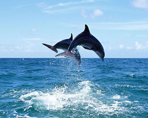 Free Dolphin Desktop Wallpapers