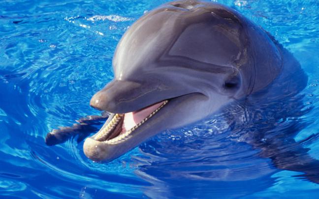dolphin wallpaper beautiful - HD Desktop Wallpapers