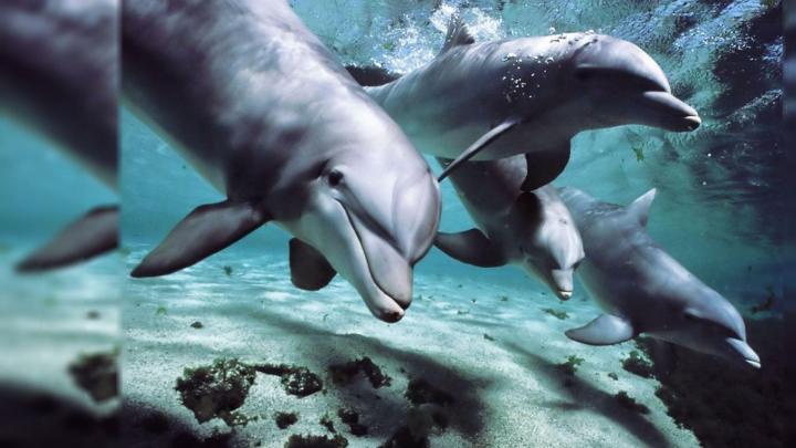 Dolphin Desktop Wallpapers