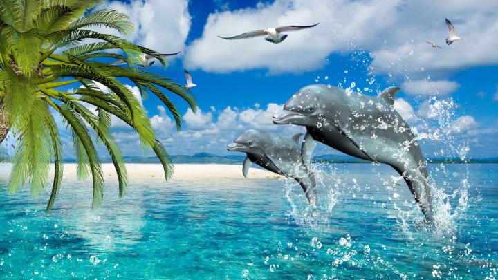 Dolphin Wallpapers for Desktop \u00b7\u2460 
