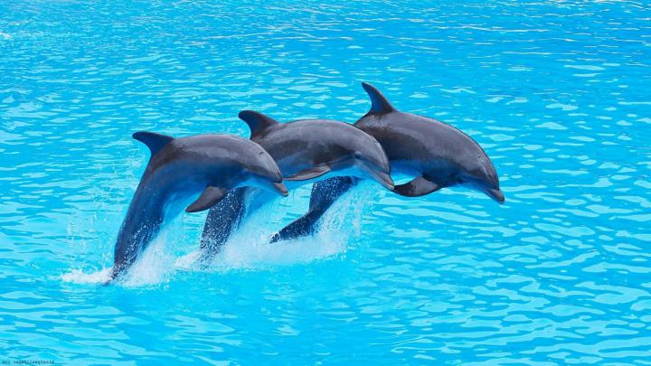 Dolphin Wallpapers for Desktop \u00b7\u2460 