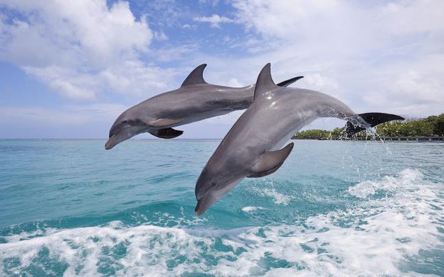 Dolphin Desktop Wallpaper (73+ pictures)