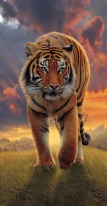 Download Download Free Zedge Wallpapers Gallery