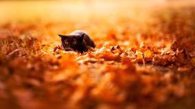 Cute Fall Wallpaper 1920x1080