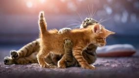 Cute Hd Wallpapers 1920x1080