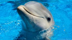 Dolphin Wallpaper For Desktop