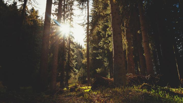Dark Nature Wallpapers - Top Free Dark Nature Backgrounds - WallpaperAccess