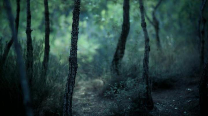 Stories: 1080p Dark Nature Wallpaper Hd