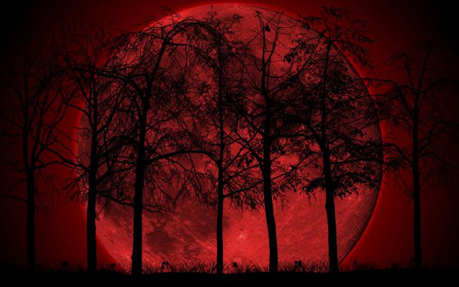 Dark Forest iPhone Wallpaper (74+ images)