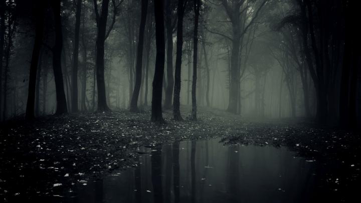 Haunted Forest Wallpaper (59+ images)
