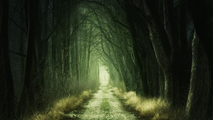 Download 1920x1080 wallpaper dirt road, dark, forest, nature, full hd 