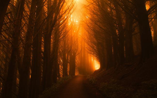 1920x1080 Sunlight Path Dark Beautiful Nature Trees Laptop Full HD 