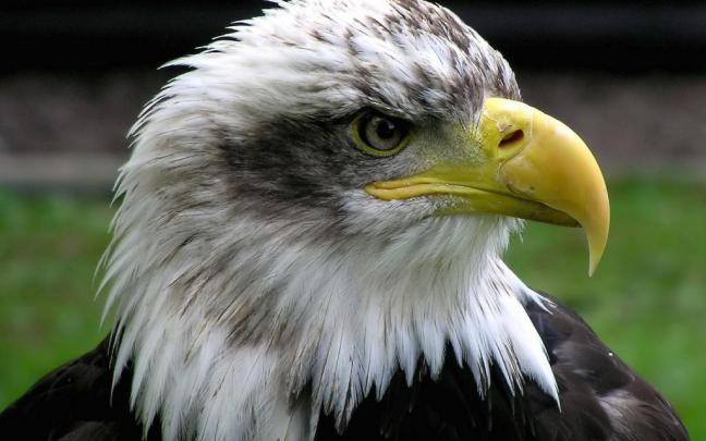 eagle wallpapers - HD Desktop Wallpapers
