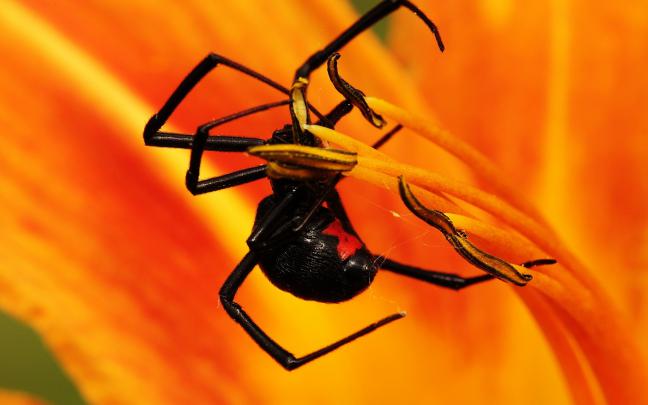 insect wallpaper wall coverings - HD Desktop Wallpapers