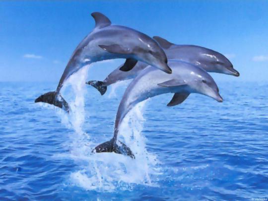 Free Dolphin Desktop Wallpapers