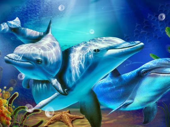 Dolphins Coral Starfish Rays Sunlight Desktop Hd Wallpapers For Mobile 