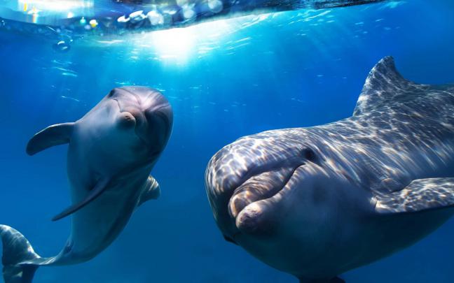 Dolphin Desktop Wallpaper (73+ pictures)
